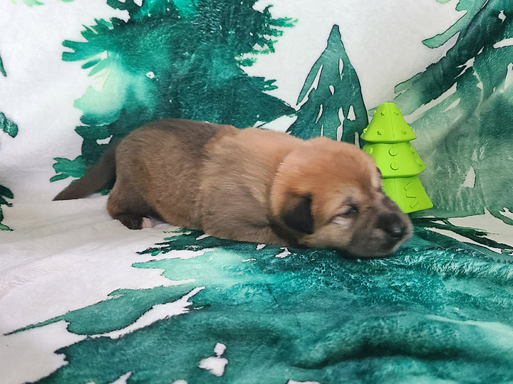 chinook puppy